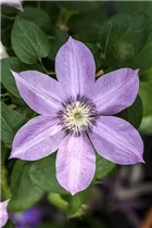 Clematis 'Bijou' - Waldrebe 'Bijou'