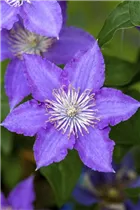 Clematis 'Bijou' - Waldrebe 'Bijou'