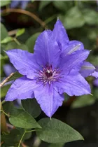 Clematis 'Parisienne' - Waldrebe 'Parisienne' Clematis 'Parisienne' - Waldrebe 'Parisienne'