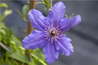 Clematis 'Boulevard'® - Waldrebe 'Boulevard'® Clematis 'Boulevard'® - Waldrebe 'Boulevard'®