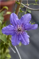 Clematis 'Boulevard'® - Waldrebe 'Boulevard'® Clematis 'Boulevard'® - Waldrebe 'Boulevard'®