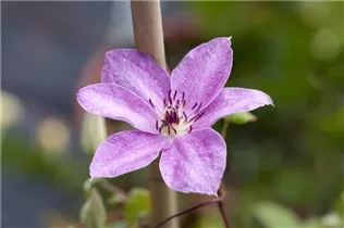 Clematis 'Boulevard'® - Waldrebe 'Boulevard'® Clematis 'Boulevard'® - Waldrebe 'Boulevard'®