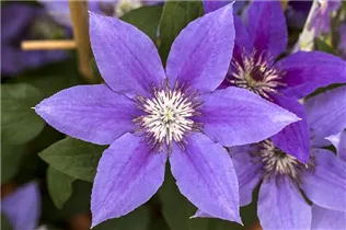 Clematis 'Boulevard'® - Waldrebe 'Boulevard'® Clematis 'Boulevard'® - Waldrebe 'Boulevard'®