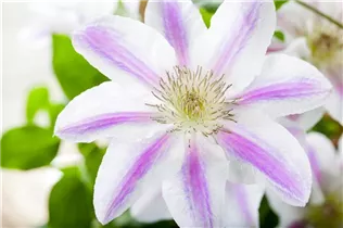 Clematis 'Boulevard'® - Waldrebe 'Boulevard'® Clematis 'Boulevard'® - Waldrebe 'Boulevard'®