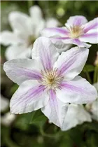 Clematis 'Boulevard'® - Waldrebe 'Boulevard'® Clematis 'Boulevard'® - Waldrebe 'Boulevard'®