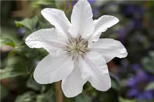 Clematis 'Boulevard'® - Waldrebe 'Boulevard'® Clematis 'Boulevard'® - Waldrebe 'Boulevard'®