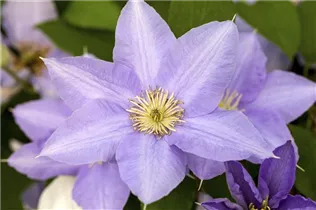 Clematis 'Cezanne' - Waldrebe 'Cezanne'