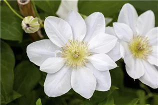 Clematis 'Chantilly' - Waldrebe 'Chantilly'