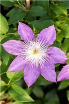 Clematis 'Crystal Fountain' - Waldrebe 'Crystal Fountain'