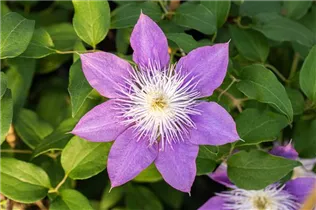 Clematis 'Crystal Fountain' - Waldrebe 'Crystal Fountain'
