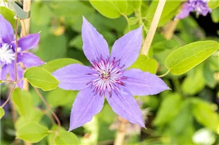 Clematis 'Diamantina' - Waldrebe 'Diamantina'