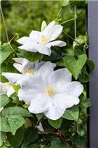 Clematis 'Miss Bateman' - Waldrebe 'Miss Bateman' (Großblumige Hybride) Clematis 'Miss Bateman' - Waldrebe 'Miss Bateman' (Großblumige Hybride)
