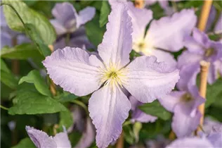 Clematis viticella 'Blue Angel' - Italienische Waldrebe 'Blue Angel'