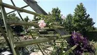 - Gartengestaltung - Rosengarten  - Gartengestaltung - Rosengarten