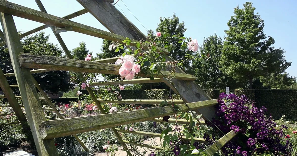  - Gartengestaltung - Rosengarten