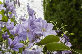 Clematis viticella 'Blue Angel' - Italienische Waldrebe 'Blue Angel'