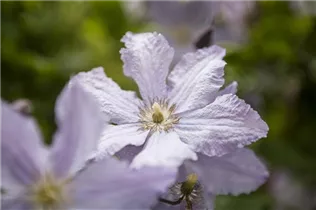Clematis viticella 'Blue Angel' - Italienische Waldrebe 'Blue Angel'