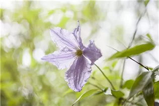 Clematis viticella 'Blue Angel' - Italienische Waldrebe 'Blue Angel'