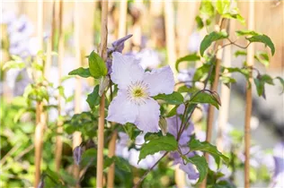 Clematis viticella 'Blue Angel' - Italienische Waldrebe 'Blue Angel'