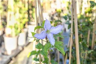 Clematis viticella 'Blue Angel' - Italienische Waldrebe 'Blue Angel'