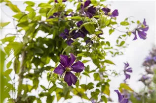 Clematis viticella 'Minuet' - Italienische Waldrebe 'Minuet'