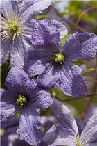 Clematis viticella 'Prince Charles' - Italienische Waldrebe 'Prince Charles'