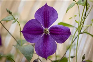 Clematis viticella 'Etoile Violette' - Italienische Waldrebe 'Etoile Violette'