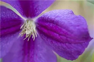 Clematis viticella 'Etoile Violette' - Italienische Waldrebe 'Etoile Violette'