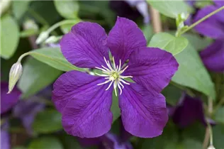 Clematis viticella 'Etoile Violette' - Italienische Waldrebe 'Etoile Violette'
