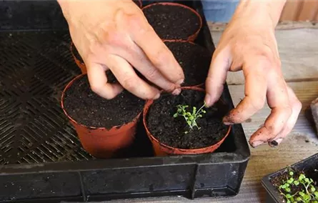 Blaukissen - Pikieren Blaukissen - Pikieren