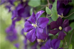 Clematis viticella 'Etoile Violette' - Italienische Waldrebe 'Etoile Violette'