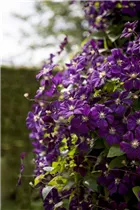 Clematis viticella 'Etoile Violette' - Italienische Waldrebe 'Etoile Violette'