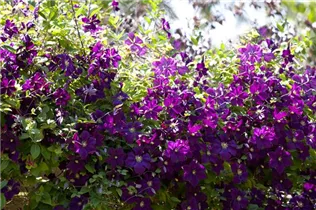 Clematis viticella 'Etoile Violette' - Italienische Waldrebe 'Etoile Violette'