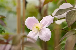 Clematis montana 'Tetrarose' - Berg-Waldrebe 'Tetrarose' Clematis montana 'Tetrarose' - Berg-Waldrebe 'Tetrarose'
