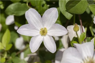 Clematis viticella 'Huldine' - Italienische Waldrebe 'Huldine'