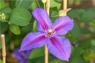 Clematis 'Mrs N. Thompson' - Waldrebe 'Mrs.N.Thompson' (Großblumige Hybride) Clematis 'Mrs N. Thompson' - Waldrebe 'Mrs.N.Thompson' (Großblumige Hybride)