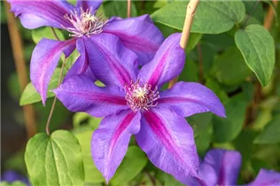 Clematis 'Mrs N. Thompson' - Waldrebe 'Mrs.N.Thompson' (Großblumige Hybride) Clematis 'Mrs N. Thompson' - Waldrebe 'Mrs.N.Thompson' (Großblumige Hybride)
