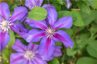 Clematis 'Mrs N. Thompson' - Waldrebe 'Mrs.N.Thompson' (Großblumige Hybride) Clematis 'Mrs N. Thompson' - Waldrebe 'Mrs.N.Thompson' (Großblumige Hybride)