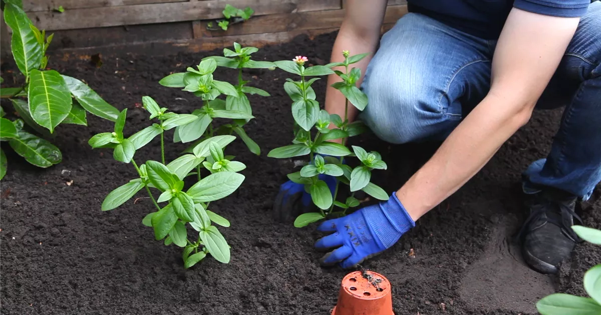  - Zinnien - Einpflanzen im Garten