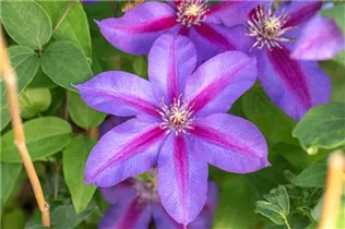 Clematis 'Mrs N. Thompson' - Waldrebe 'Mrs.N.Thompson' (Großblumige Hybride) Clematis 'Mrs N. Thompson' - Waldrebe 'Mrs.N.Thompson' (Großblumige Hybride)