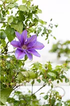 Clematis 'Mrs N. Thompson' - Waldrebe 'Mrs.N.Thompson' (Großblumige Hybride) Clematis 'Mrs N. Thompson' - Waldrebe 'Mrs.N.Thompson' (Großblumige Hybride)