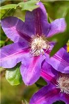 Clematis 'Mrs N. Thompson' - Waldrebe 'Mrs.N.Thompson' (Großblumige Hybride) Clematis 'Mrs N. Thompson' - Waldrebe 'Mrs.N.Thompson' (Großblumige Hybride)