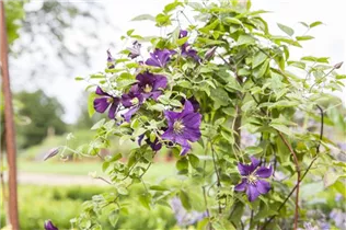 Clematis viticella 'Minuet' - Italienische Waldrebe 'Minuet'