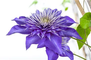 Clematis 'Multi Blue' - Waldrebe 'Multi Blue'