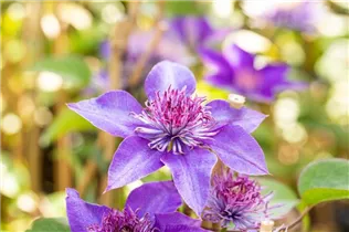 Clematis 'Multi Blue' - Waldrebe 'Multi Blue'