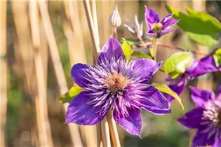 Clematis 'Multi Blue' - Waldrebe 'Multi Blue'
