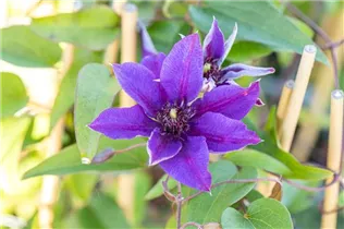 Clematis 'Multi Blue' - Waldrebe 'Multi Blue'