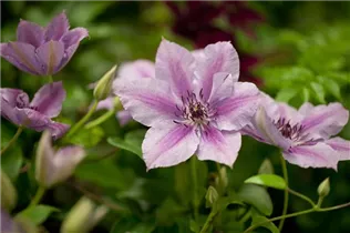 Clematis 'Nelly Moser' - Waldrebe 'Nelly Moser' Clematis 'Nelly Moser' - Waldrebe 'Nelly Moser'
