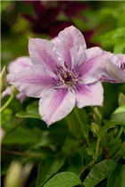 Clematis 'Nelly Moser' - Waldrebe 'Nelly Moser' Clematis 'Nelly Moser' - Waldrebe 'Nelly Moser'