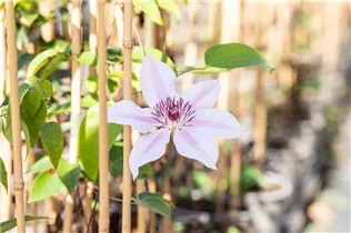 Clematis 'Nelly Moser' - Waldrebe 'Nelly Moser' Clematis 'Nelly Moser' - Waldrebe 'Nelly Moser'